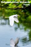 A Snowy Egret flying over water at the Wakodahatchee wetlands in Delray Beach Florida