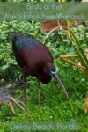 A Glossy Ibis seen at the Wakodahatchee wetlands in Florida