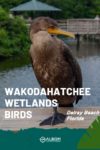 A Double-Crested Cormorant standing on a railing at the Wakodahatchee wetlands in Delray Beach Florida