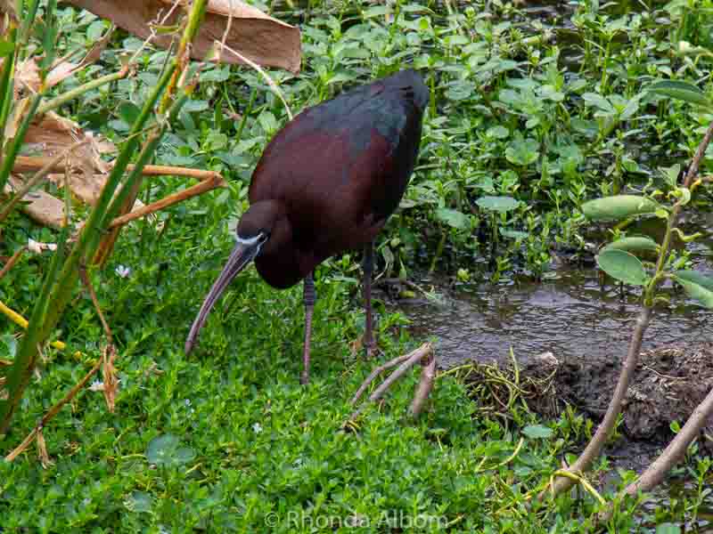 Wakodahatchee Wetlands: Enjoy Free Access to a Serene Oasis 5 Glossy Ibis is one of many colorful Wakodahatchee Wetlands Birds in Florida