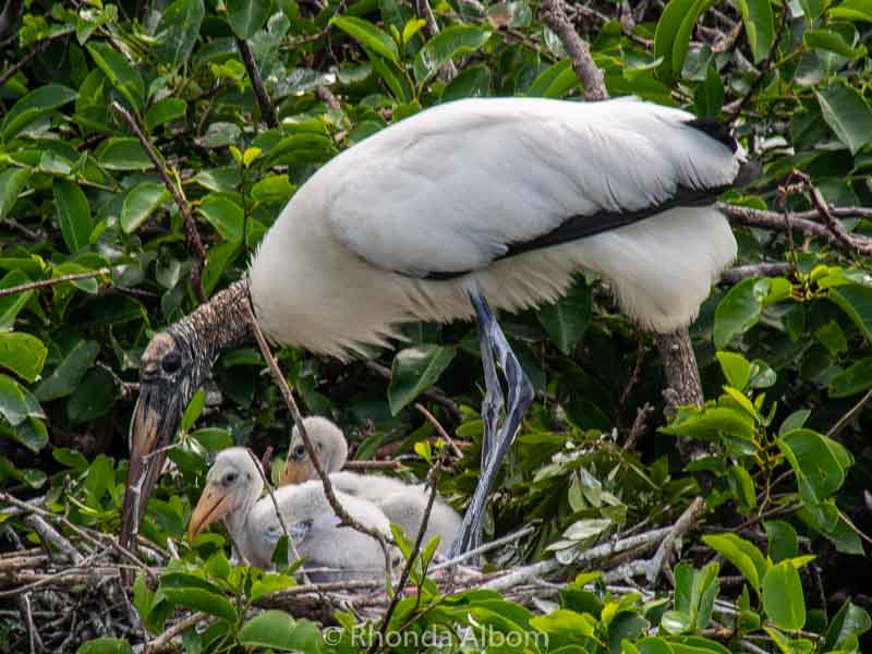Wakodahatchee Wetlands: Enjoy Free Access to a Serene Oasis 13 Wood Stork with chicks at Wakodahatchee Wetlands in Florida
