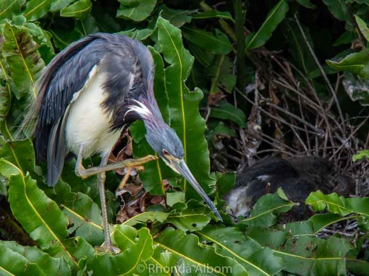 Wakodahatchee Wetlands Birds, Alligators and Native Bush in Florida