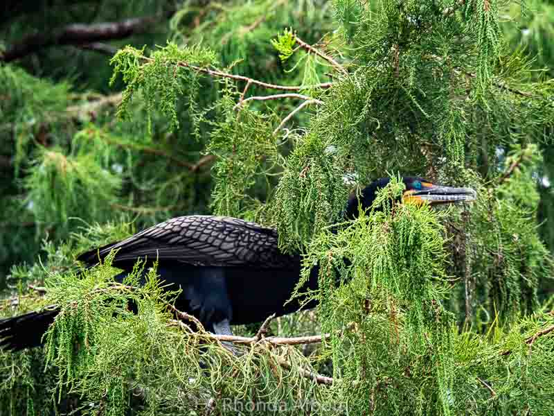 Wakodahatchee Wetlands: Enjoy Free Access to a Serene Oasis 15 Colourful Wakodahatchee Wetlands bird