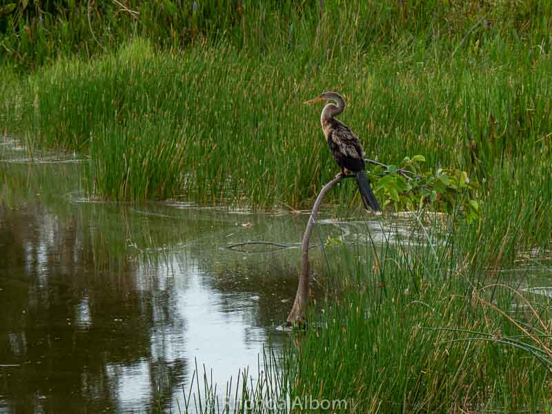 Wakodahatchee Wetlands: Enjoy Free Access to a Serene Oasis 9 Anhinga at Wakodahatchee Wetlands in Delray Beach Florida