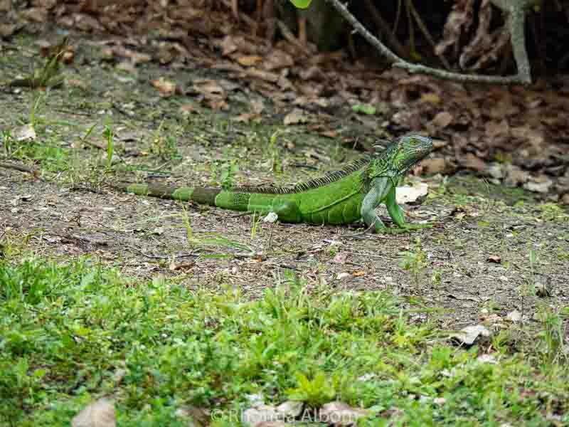 Wakodahatchee Wetlands: Enjoy Free Access to a Serene Oasis 14 Iguana basking in the sun in Florida