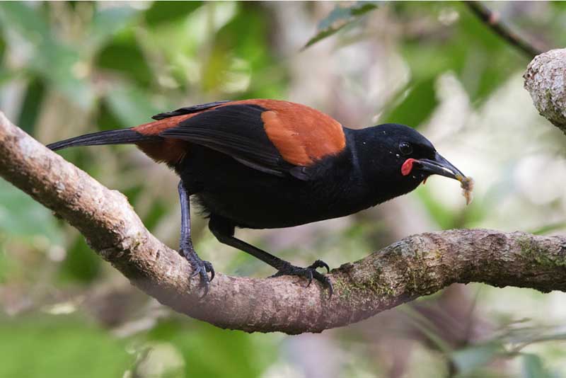 Zealandia Day vs Night Tour Review: NZ Wildlife in a Natural Habitat 15 Saddleback seen at Zealandia Sanctuary in Wellington New Zealand ©Brendon Doran.