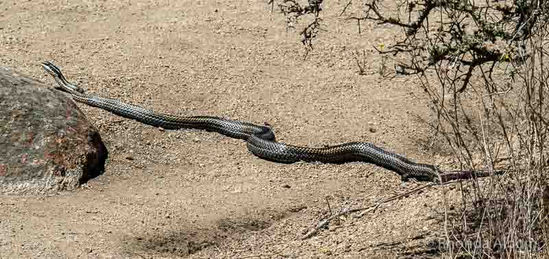 Valle del Encanto Chile: Petroglyphs in an Enchanted Valley 12 Chilean cobra seen near Ovalle Chile