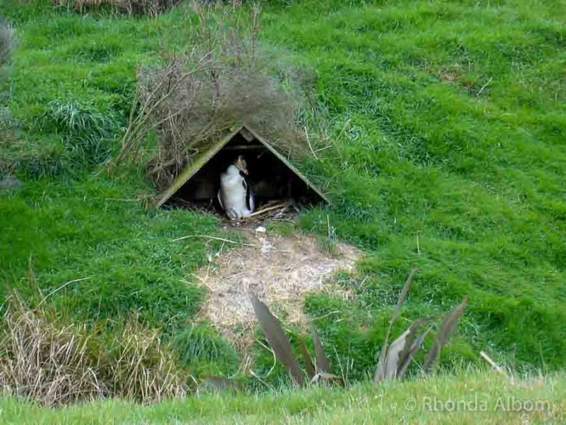 Rare Yellow-Eyed Penguins at Katiki Point Lighthouse in NZ 13 yellow eyed penguin at Penguin Place in Dunedin New Zealand