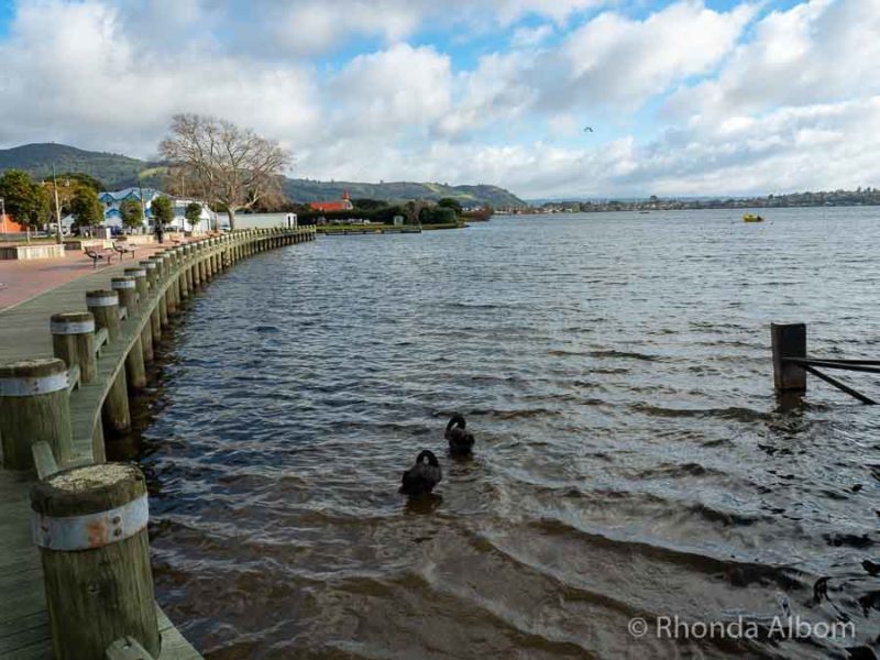 15 Free Things to Do in Rotorua: Budget-Friendly Fun 13 Black swans on Lake Rotorua seen from the lakeside trail, one of the free things to do in Rotorua New Zealand
