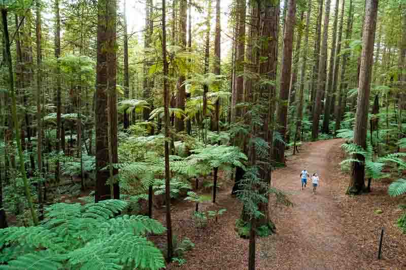 Redwoods trees in the Whakarewarewa Forest