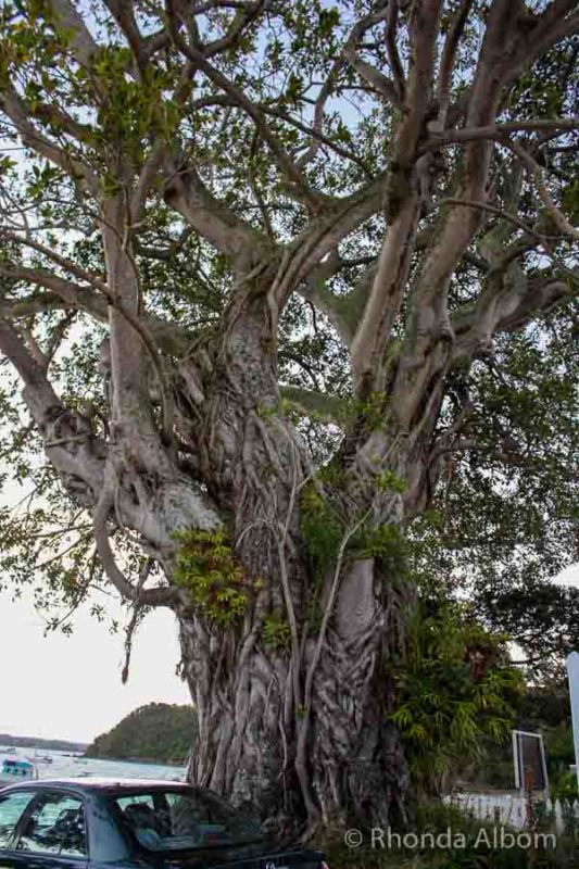 Things to Do in Russell: Dark History of NZ's First Capital 10 A sewing machine in a tree