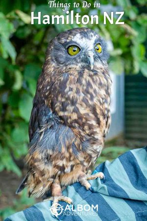 Seeing a morepork/ruru a the bird park is one of the many interesting things to do in Hamilton New Zealand