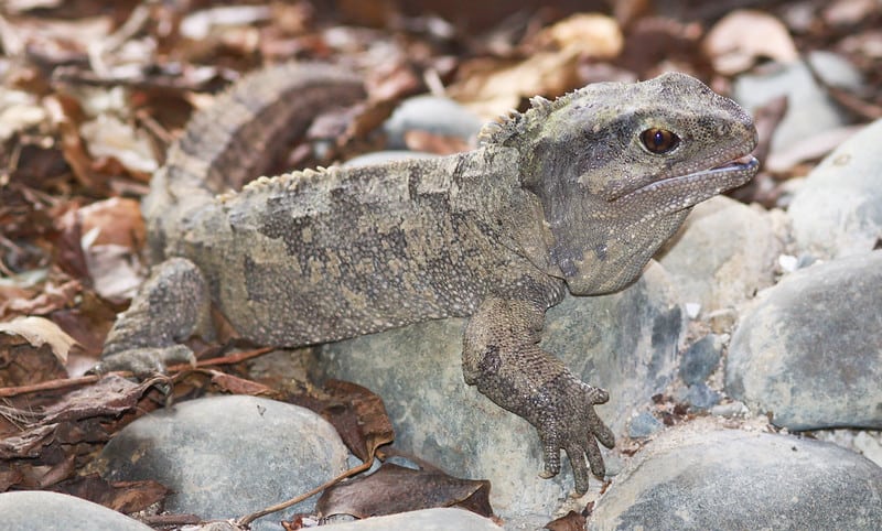 Tauatara at the Hamilton Zoo in New Zealand
