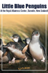 This wild breeding colony of Little Blue penguins seen at the Royal Albatross Centre at Taiaroa Head in Dunedin, New Zealand.