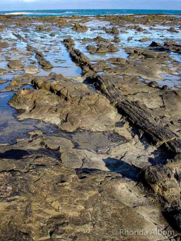 Discover the Catlins: A New Zealand Rainforest Along the Southern Coast 10 Petrified wood at Curio Bay in the Catlins on the south coast of New Zealand