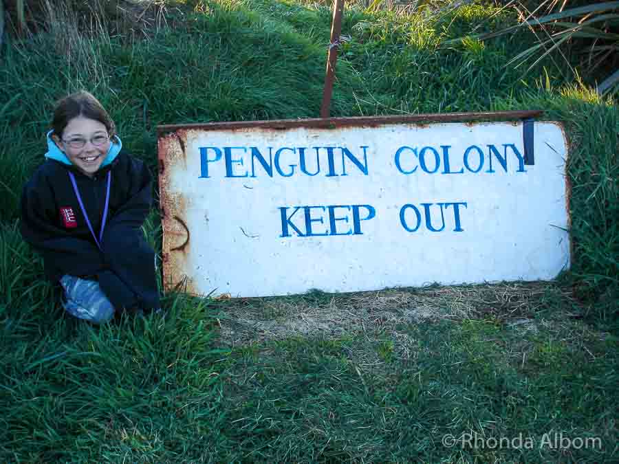 18 Places to See Penguins in New Zealand 12 Keep out sign overlooking Curio Bay, New Zealand