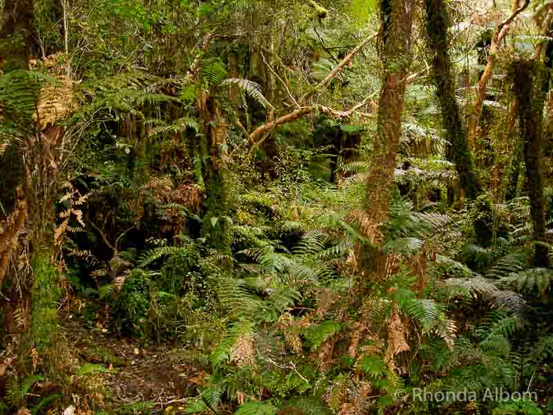 Discover the Catlins: A New Zealand Rainforest Along the Southern Coast 16 Subtropical rainforest in New Zealand