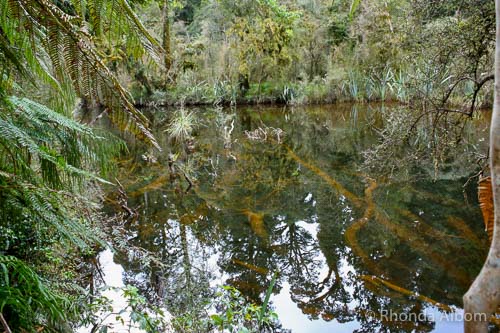 A swamp forest at Ship Creek part of a west coast road trips from queenstown