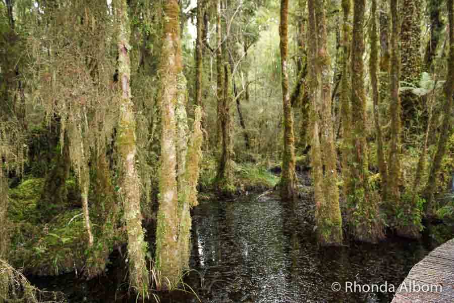 Ship Creek New Zealand Swamp Forest and Dunes on the West Coast