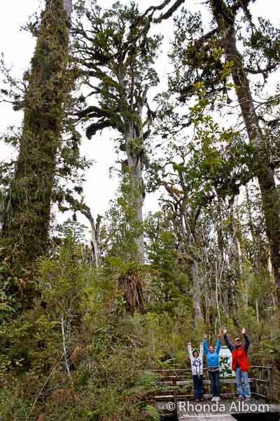 Kahikatea (white pine) trees, the tallest native trees in NZ