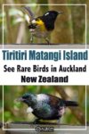 A stitchbird and a tui, two of the many birds spotted on Tiritiri Matangi Island off of Auckland New Zealand