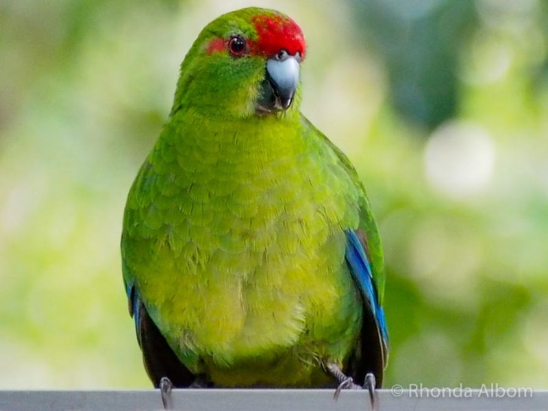 Tiritiri Matangi Island: How to See Rare and Endangered Birds in Auckland 5 Red Crowned Parakeet on Tiritiri Matangi Island, New Zealand. At risk of endangerment.