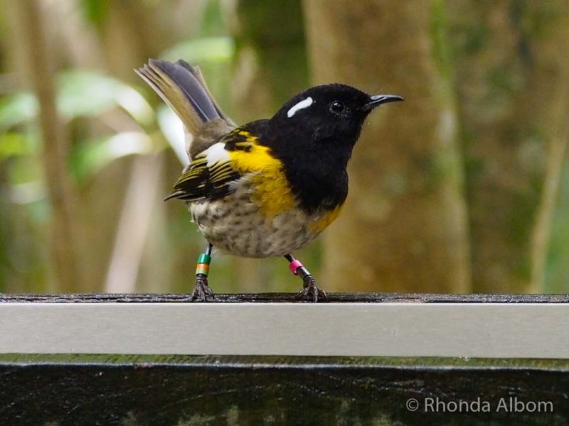 Tiritiri Matangi Island: How to See Rare and Endangered Birds in Auckland 10 Stitchbird, or Hihi is one of the Tiritiri Matangi Island birds that is endemic to New Zealand and threatened towards extinction