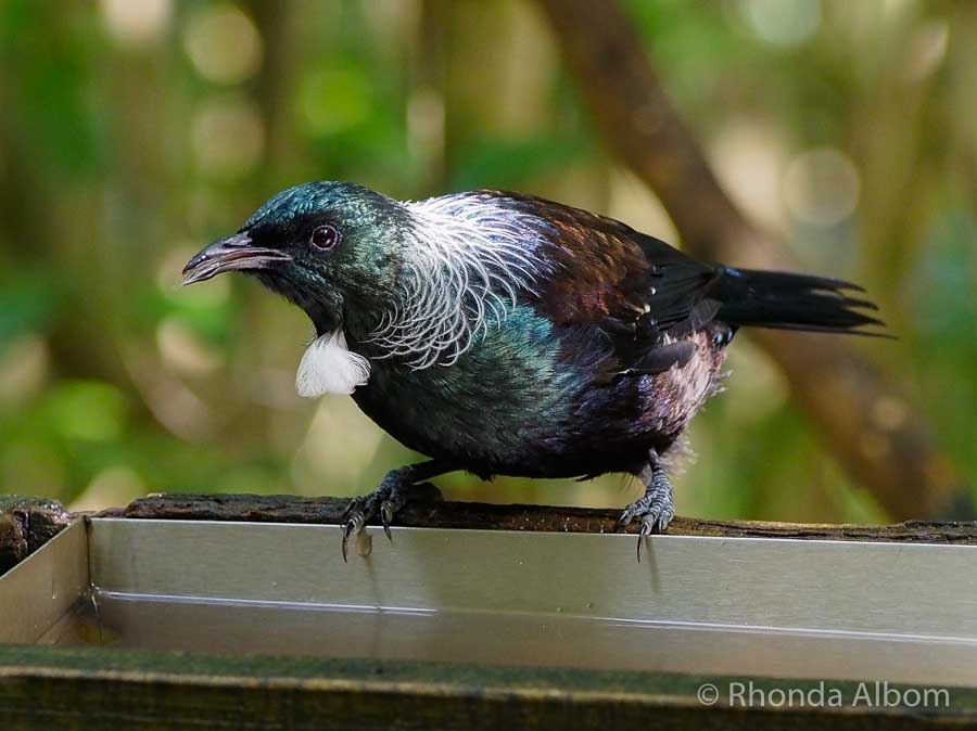 Tui on Tiritiri Matangi Island,one of the unique animals in New Zealand