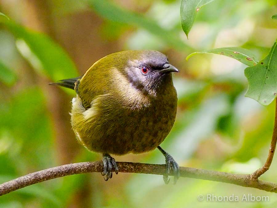 Round looking bellbird on Tiritiri island in New Zealand