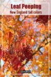 Burgundy and amber leaves on a tree during fall foliage