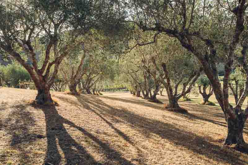 Lines of olive grove trees at Stonyridge Vineyard Auckland, New Zealand