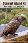 A closeup of a kaka on a railing in Stewart Island New Zealand