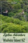 A zipline over the forest canopy on Waiheke Island