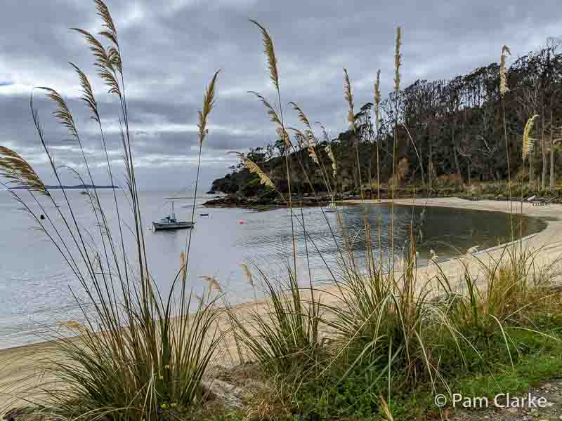 A 3-Day Stewart Island Itinerary: NZ’s Ecotourism, Kiwi, and Hiking 3 Sweeping beach seen through the reeds from on of the many Stewart Island walks, in New Zealand