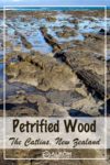 Petrified wood at Curio Bay in the Catlins New Zealand