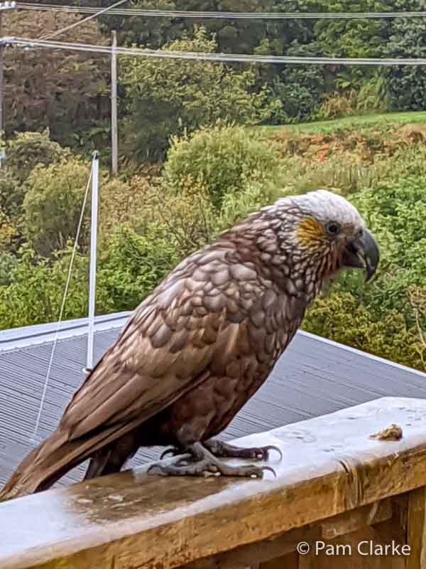 A 3-Day Stewart Island Itinerary: NZ’s Ecotourism, Kiwi, and Hiking 5 Kaka on a deck rail, while rare, they are one of the native Stewart Island birds