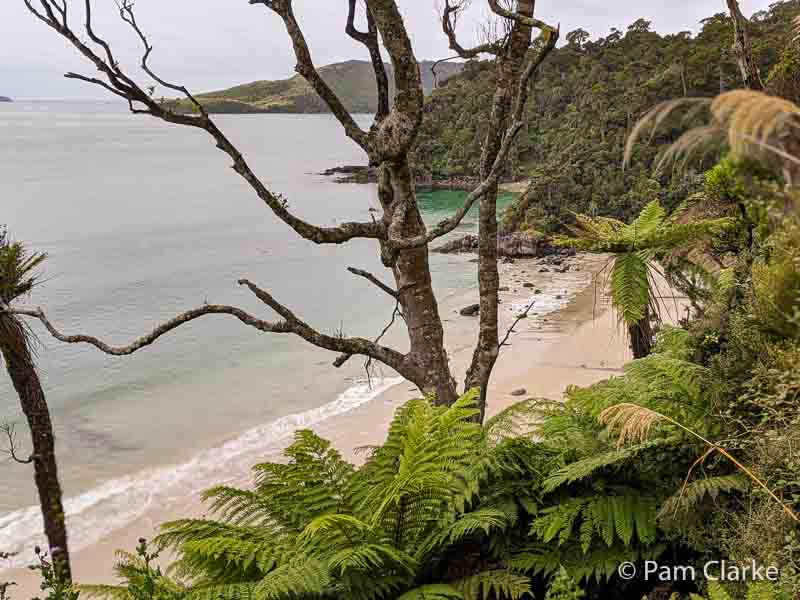Beach seen through the trees on a section of the Rakiura Track from Port William to Lee Bay. This is one of New Zealand's great walks
