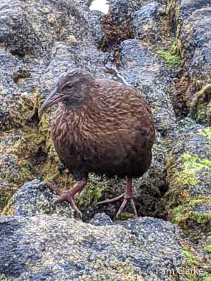 A 3-Day Stewart Island Itinerary: NZ’s Ecotourism, Kiwi, and Hiking 9 Weka is one of the native Stewart Island birds