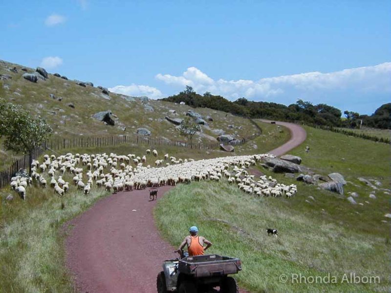 New Zealand Road Trips: Our Itineraries for North or South Island Adventures 27 Sheep crossing and blocking the road as a farmer approaches in a vehicle on Waiheke Island, although this could happen on several of our favourite New Zealand road trips