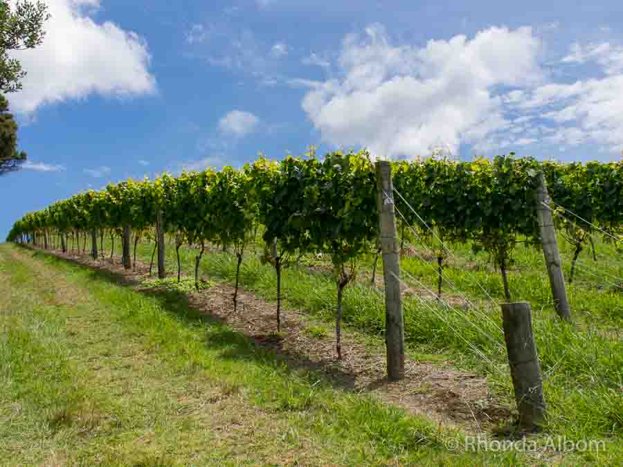 Grape vines at one of the Waiheke Island Wineries