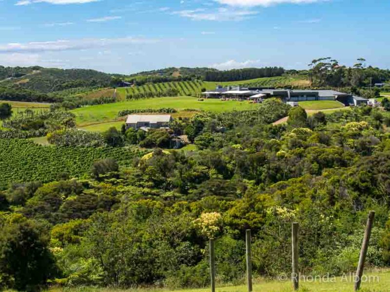 9 Best Waiheke Wineries for a Fun Day Out 9 Expansive hilltop view of Waiheke Wineries, vineyards vines, olive groves and the sea in the distance