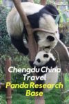 Giant Panda and baby panda in a tree at the Chengdu Research Base