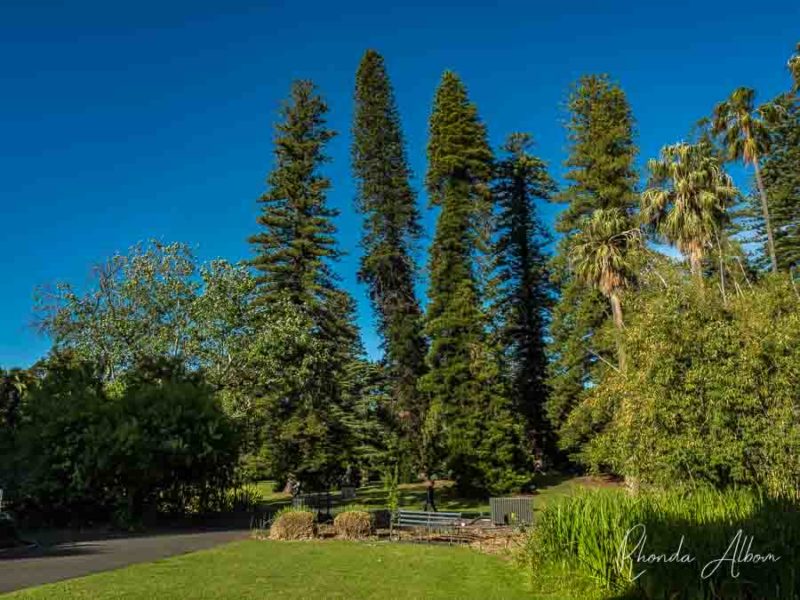 17 Fun Things to Do in Adelaide South Australia 12 Tall trees in Adelaide Botanic Garden