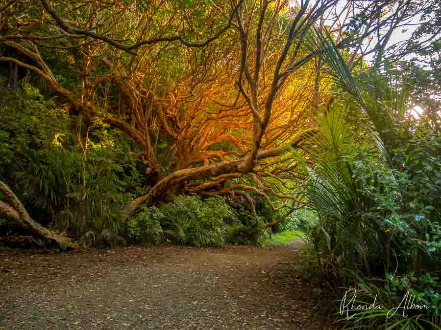 Trees in the Waitakere Ranges at Golden Hour, my favourite time of day to visit this Auckland Park