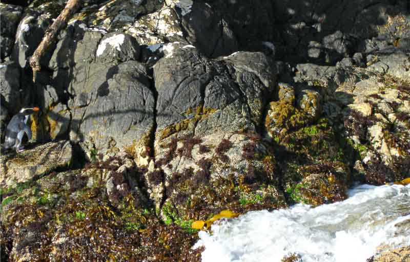 Fiordland crested penguin on the rocks