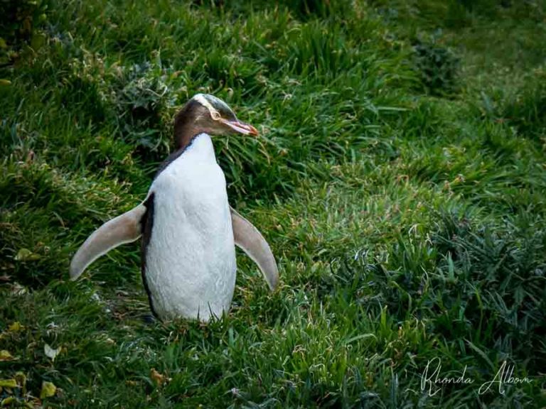 20 Unique Animals in New Zealand That Will Make You Smile