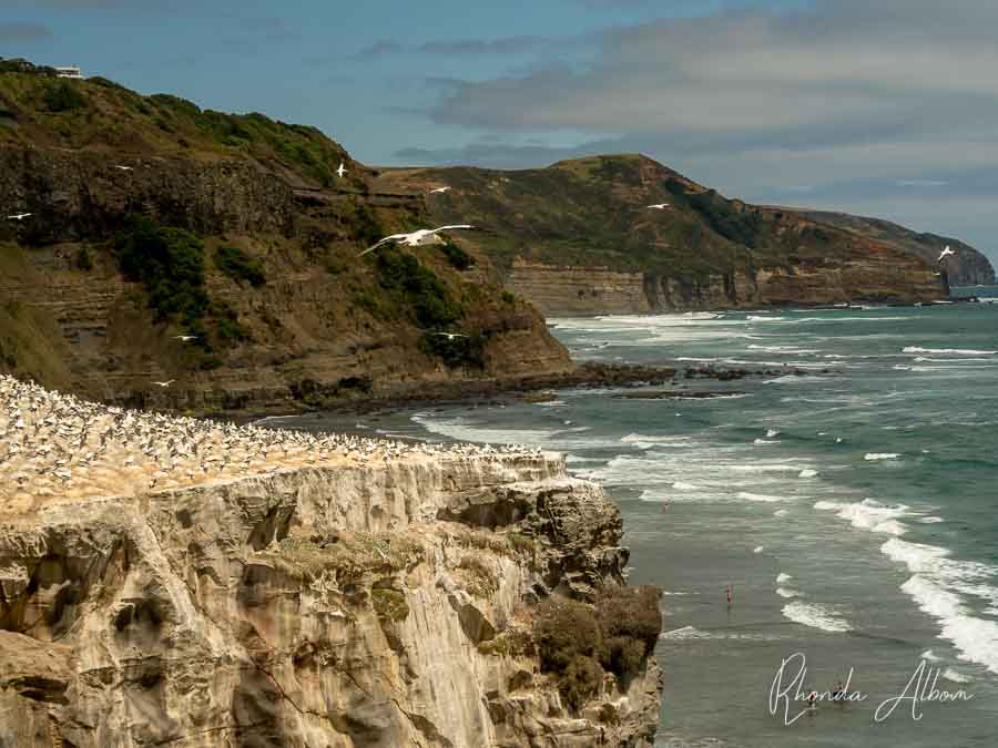 Gannets flying over Muriwai Beach