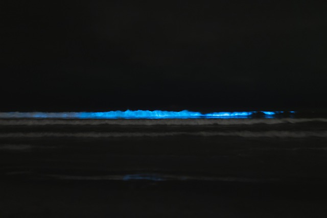 16 Creative Auckland Date Ideas: How We Keep Romance Alive 5 Bioluminescence at the waters edge