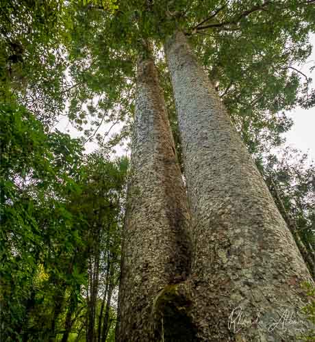 Waiau Kauri grove on the 309 Road on the Coromandel between Coromandel Town and Whitianga