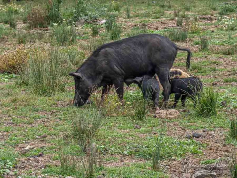Pigs and piglets